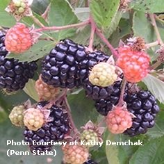 Prime-Ark® 45 Blackberry Plants Fall Bearing